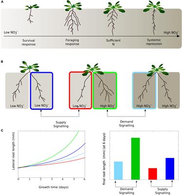 Modeling of Root Nitrate Responses Suggests Preferential Foraging Arises From the Integration of Demand, Supply and Local Presence Signals